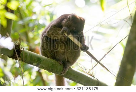 Common Brown Lemur (eulemur Fulvus Fulvus), Madagascar