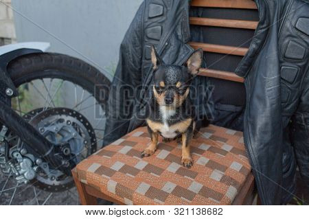 Chihuahua Little Dog. Chihuahua Sitting On A Chair.a Dog Sits Near A Motorcycle And A Motorcycle Jac