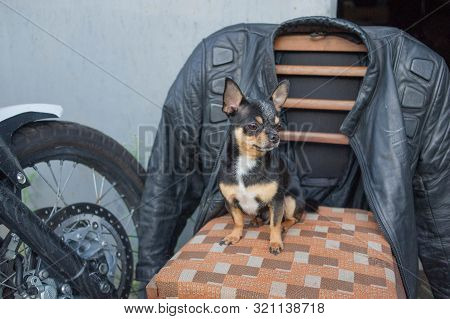 Chihuahua Little Dog. Chihuahua Sitting On A Chair.a Dog Sits Near A Motorcycle And A Motorcycle Jac