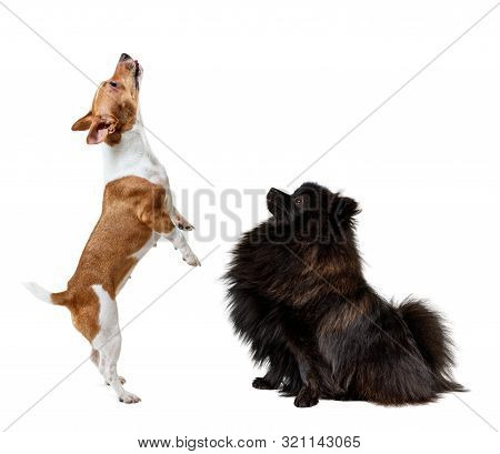 Collage Of Two Different Dogs, Black Spitz And Jack Rusel Terrier.