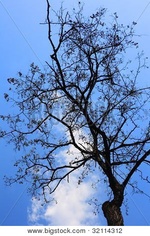 Strom proti obloze mraky