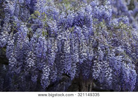 Europe Portugal Douro Flower Garden