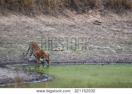 Female Bengal Tiger Drinking Water From Waterhole During Hot Summer Season Safari At Kanha National 