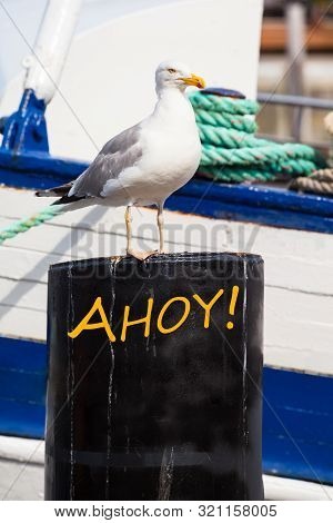 Beautiful Maritime Seagull Portrait On Metal Post In Front Of Boat Detail At Harbor As Post Card Mot