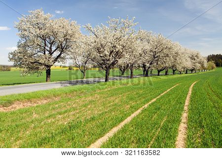 Road And Alley Of Flowering Cherry Trees In Latin Prunus Cerasus With Beautiful Sky. White Colored F