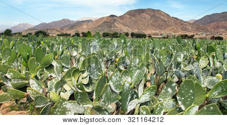 Prickly Pear Cactus Or Opuntia Field Near Nasca Town In Peru, Opuncia Cactuses Are Typical Agricultu
