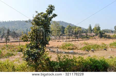 Landscape Scenery Of Chhota Nagpur Semi Arid Plateau, The Indo Gangetic Plain In Eastern Chhattisgar