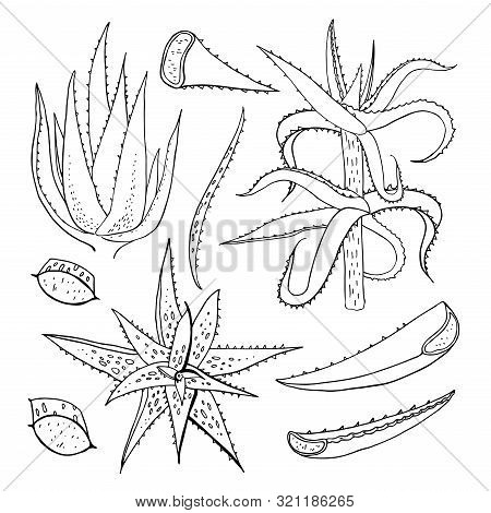 Aloe Species And Part Of Plants Set. Vector Hand Drawn Outline Sketch Illustration On White Backgrou
