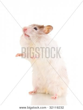 Bianco in piedi isolato simpatico criceto
