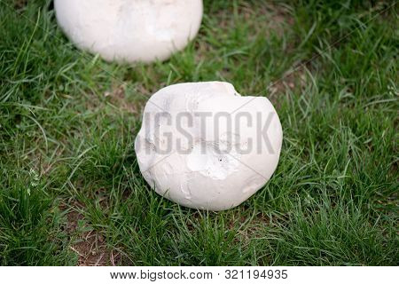 Calvatia Gigantea Mushroom. White Mushroom Grows In The Field.