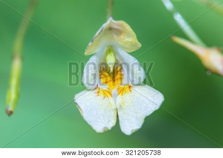 The Macro Or Closeup Shot Of The White And Yellow Forest Flower With The Stamens, Pestles And Blades