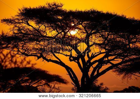 African Sunset With Acacia Tree In Masai Mara, Kenya. Savannah Background In Africa. Typical Landsca