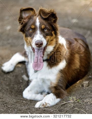 Australian Shepherd Male Puppy Panting. Off-leash Dog Park In Northern California.