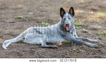 Australian Cattle Dog Male Resting Near A Ball. Off-leash Dog Park In Northern California.