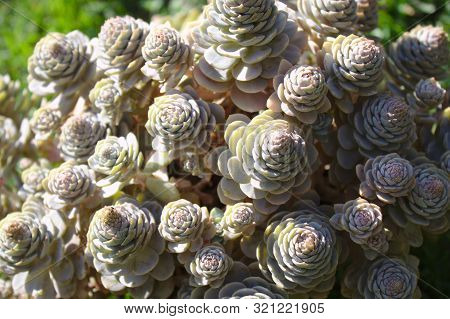 Beautiful Succulents In The Garden In The Summer
