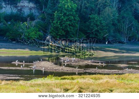 The Nisqually River Flows Past Mud Flats In The Nisqually Wetlands Near Olympia, Washington.