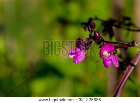 Blooming Of The Bean In Italy. Natural Background With Agricultural Concept, Cultivated Bean.