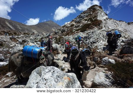 Sagarmatha national park, Nepal - May 20, 2019: yaks caravan is carrying big blue barrels. Everest trek, trail near Dughla (4620 m)