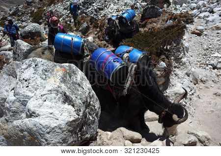 Sagarmatha national park, Nepal - May 20, 2019: yaks caravan is carrying big blue barrels. Everest trek, trail near Dughla (4620 m)