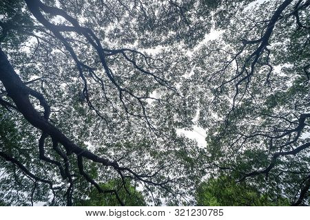 Giant Green Samanea Saman Tree With Branch In National Park Garden, Kanchanaburi District, Thailand.
