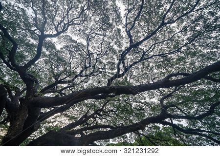 Giant Green Samanea Saman Tree With Branch In National Park Garden, Kanchanaburi District, Thailand.