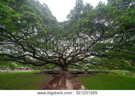Giant Green Samanea Saman Tree With Branch In National Park Garden, Kanchanaburi District, Thailand.