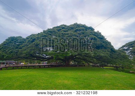 Giant Green Samanea Saman Tree With Branch In National Park Garden, Kanchanaburi District, Thailand.