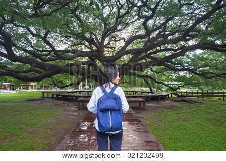Happy Asian Woman, A Backpacker, Relaxing And Enjoying At Giant Green Samanea Saman Tree With Branch