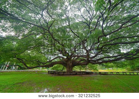 Giant Green Samanea Saman Tree With Branch In National Park Garden, Kanchanaburi District, Thailand.