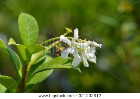 Star Jasmine - Latin Name - Trachelospermum Jasminoides