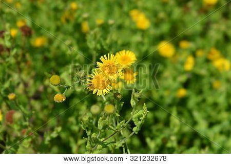 Small Fleabane Yellow Flowers - Latin Name - Pulicaria Vulgaris