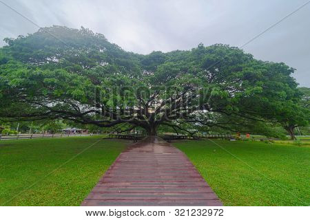 Giant Green Samanea Saman Tree With Branch In National Park Garden, Kanchanaburi District, Thailand.