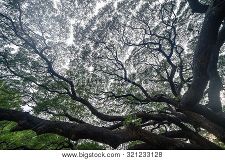 Giant Green Samanea Saman Tree With Branch In National Park Garden, Kanchanaburi District, Thailand.