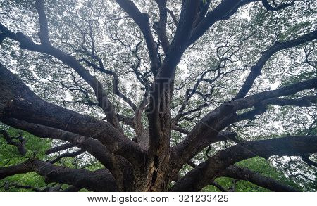 Giant Green Samanea Saman Tree With Branch In National Park Garden, Kanchanaburi District, Thailand.