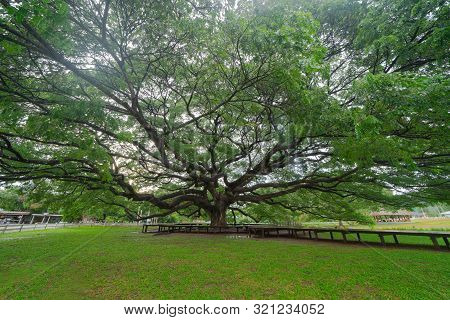 Giant Green Samanea Saman Tree With Branch In National Park Garden, Kanchanaburi District, Thailand.