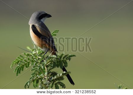 Bay Backed Grey Long Tailed Shrike Indian Bird Looking Side Ways Perching On A Bushy Thorny Tree In 