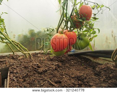 Tomatoes Grow On Bushes In The Greenhouse. Olericulture. Farming.