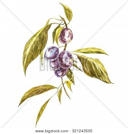 Ripe Plum And Branch With Flowers. Plum Drawing Watercolor Isolated On White Background. Watercolor 