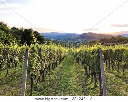 Slavonian Vineyards On The Slopes Of The Pozega Basin - Drskovci, Croatia