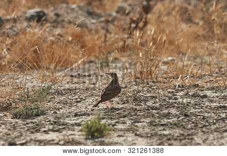 The Crested Lark Bird Walking On The Ground. Funny Little Bird