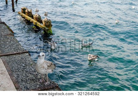 Pearched Seagul By The Sea, Nature Photography, Larus Argentatus
