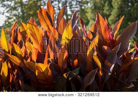 Canna X Generalis With Large Beautiful Oblong Leaf Plates Painted In Dark Purple, Violet, Dark Green