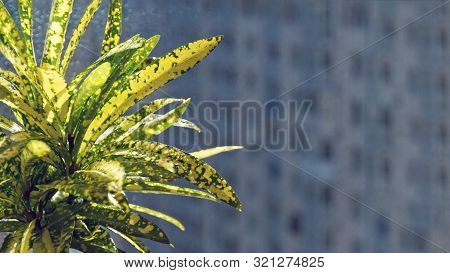 Indoor Yellow Flower Of The Euphorbiaceae Family Croton Codium On Background Of Blue Window Glass