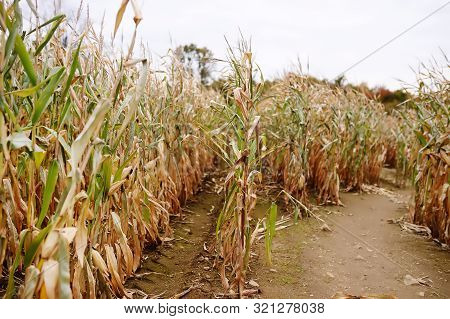 Dried Corn Stalks In A Corn Maze On Pumpkin Fair At Autumn. Traditional American Amusement On Fair.