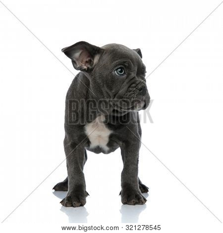 beautiful american bully looking to side and standing isolated on white background, full body