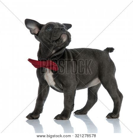 beautiful american bully wearing a red bowtie, looking up side, standing isolated on white background, full body