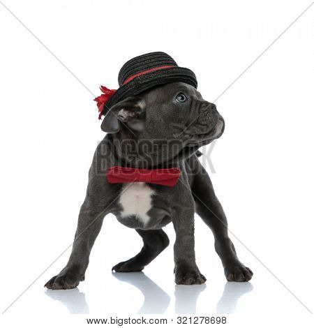 adorable american amstaff wearing black hat and red bowtie, looking to side, standing isolated on white background, full body