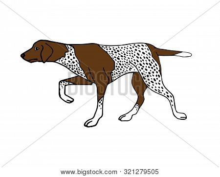 Vector Hand Drawn Doodle Sketch Kurtshaar Hunting Dog Isolated On White Background