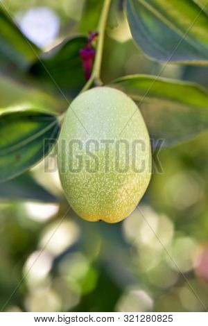 Jujube Jojoba Plant Tree