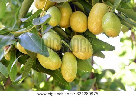 Jujube Jojoba Plant Tree